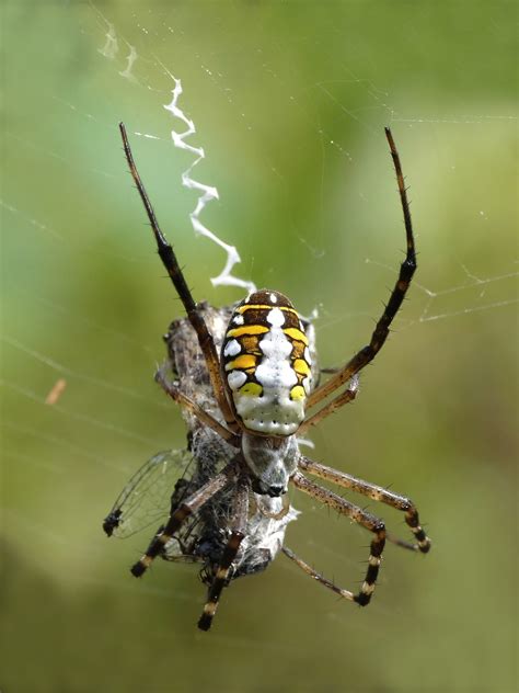 Orb-weaver spider - Wikipedia