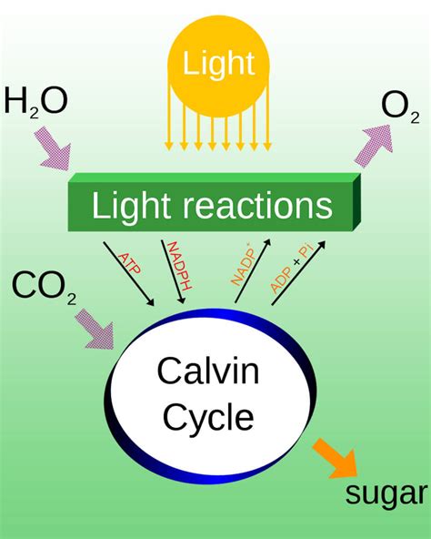 Photosynthesis Reactants And Products Equation