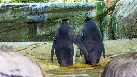 Penguins - News and Scientific Articles on Live Science