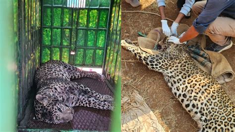 Leopard attack in Surat: Man injured while saving calf, brave wife ...