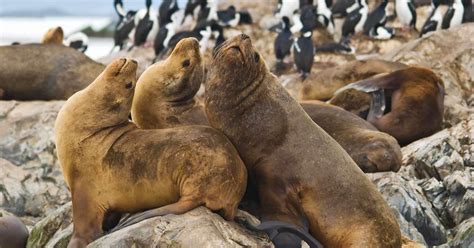 Ushuaia, Argentina Wildlife Cruise & Tierra del Fuego National Park ...