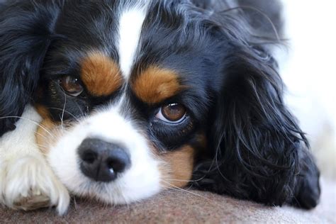 Cavalier King Charles Spaniel Grooming: A Guide with Haircut Pictures