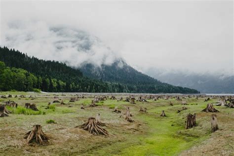 Camping in the Cascades: Exploring Skagit Valley Provincial Park ...