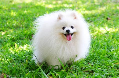 Cute Pomeranian Dog Wallpapers For Desktop