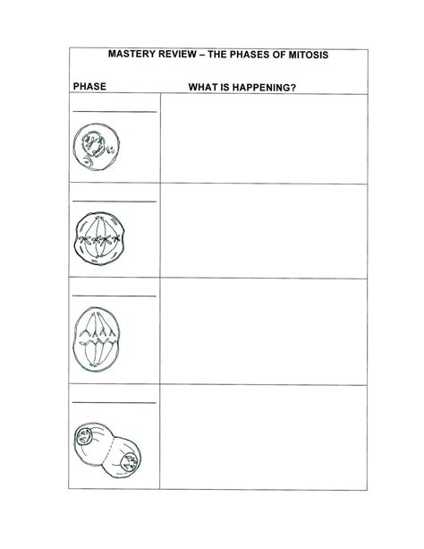 Foldables for Science | Science Tutor: Phases of Mitosis - Mastery ...