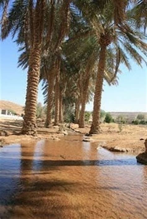 Abby's Blog: Arabian Desert Oasis