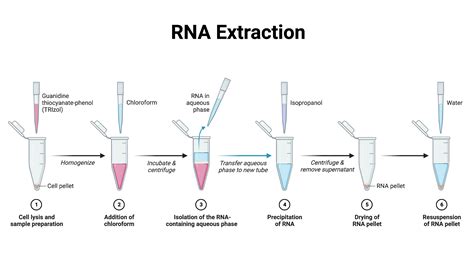 RNA Extraction | BioRender Science Templates