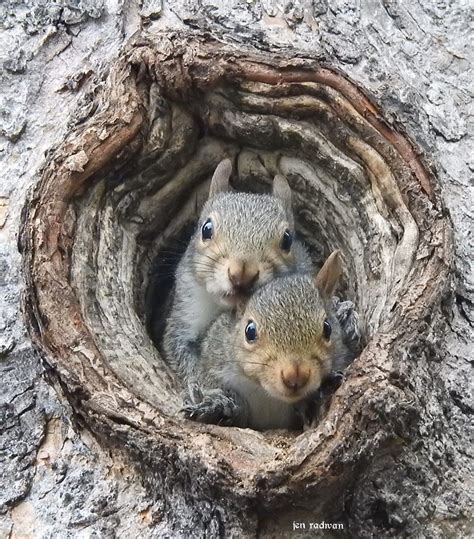 “Sweet Eastern gray squirrel babies that live in my tree,” writes ...