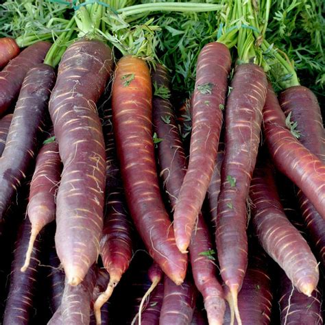 Carrot - Cosmic Purple | Sow True Seed