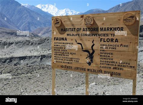 Habitat of Astore Markhor in Pakistan Stock Photo - Alamy