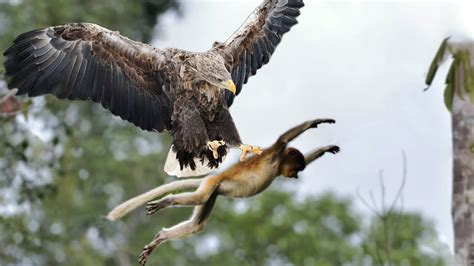 Philippine Eagle Hunting Monkey