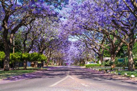 Jacaranda Festival