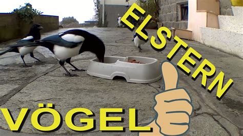 Die ELSTER 💖 Schlaue Vögel - YouTube