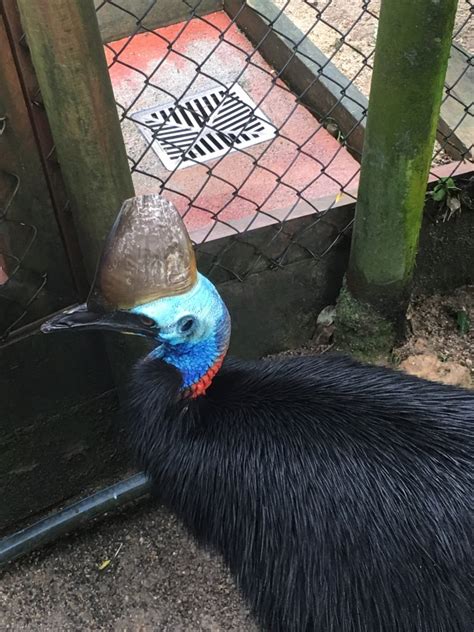 Southern cassowary (Casuarius casuarius) - ZooChat