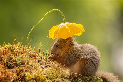 Smithsonian Photo Contest 2016 finalists: Vote for the best wildlife ...