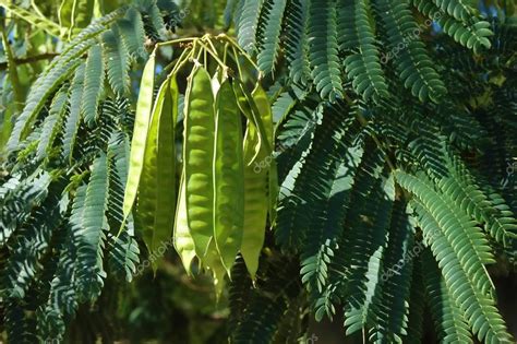 Pictures: mimosa tree | Mimosa Tree Seed Pods — Stock Photo ...