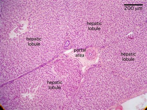 Liver Histology - Portal Triad Medical Laboratory, Medical Science ...