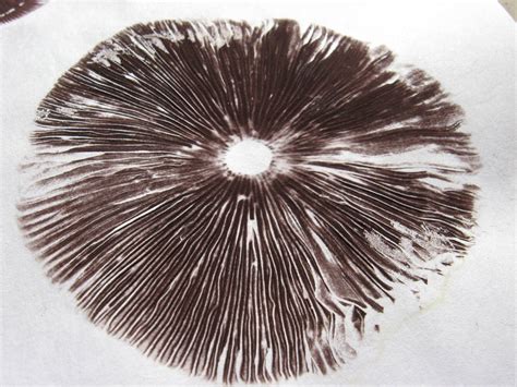 what should psilocybe subaeruginosa spore print look like? - Mushroom ...