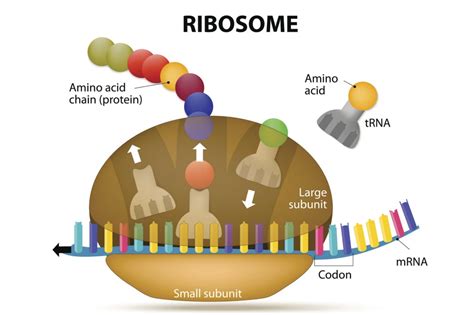 Ribosomes and Protein Assembly