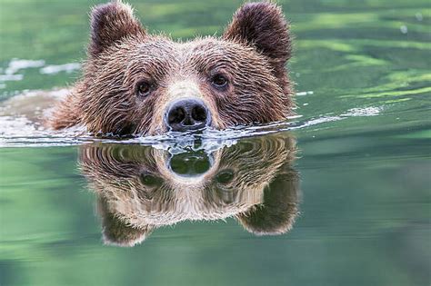 Bear Photographs (Page #18 of 35) | Fine Art America