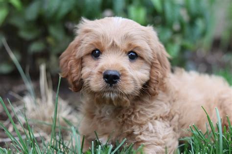 Cavapoo Puppy Pictures | Download Free Images on Unsplash