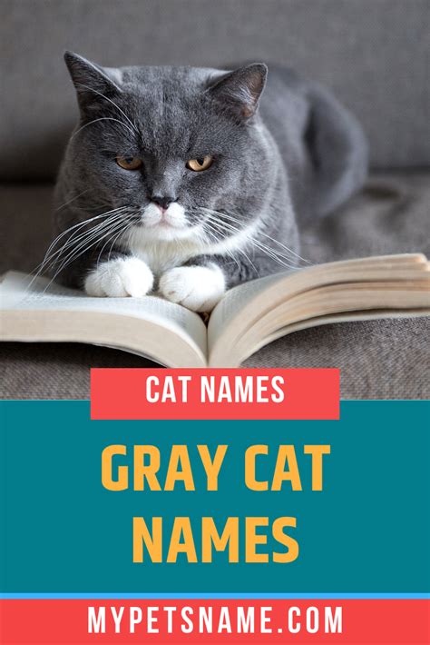 Gray Cat Names | Grey cat names, Cat names, Grey cats