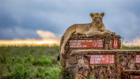 Nairobi National Park - a natural wilderness outside Kenya's capital city