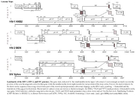 HIV/SIV Genome Maps :: CSHL DNA Learning Center