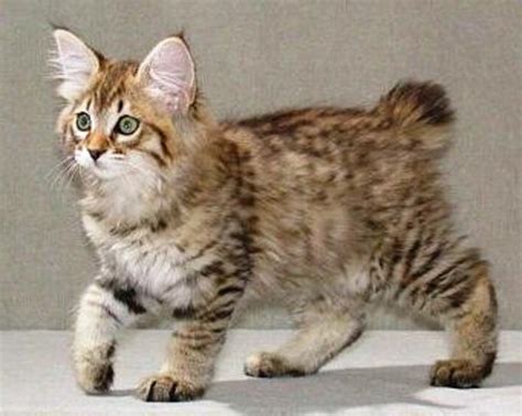 American Bobtail is an uncommon breed - Cats Breed