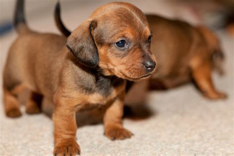 Dachshund Puppies Dog - Pets