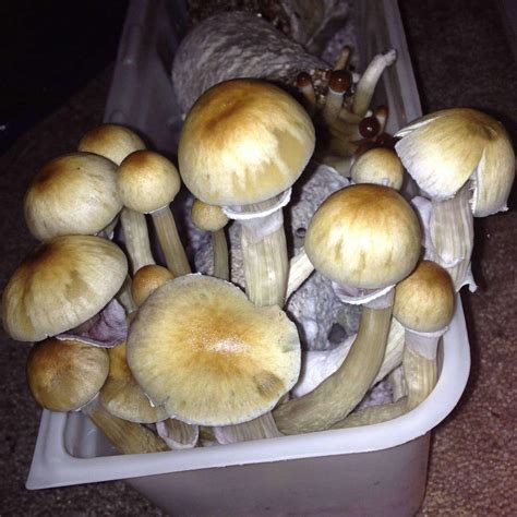 Lizard King Magic Mushrooms | Psychedelics For Sale Online