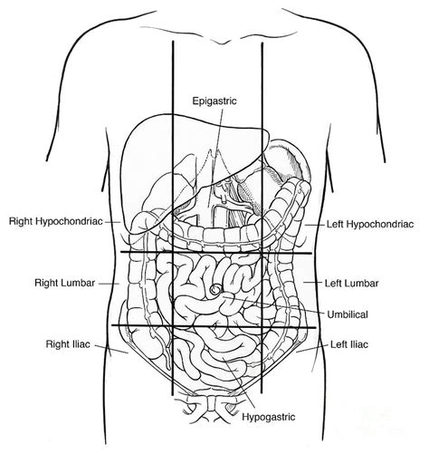 Regions Of Abdomen Diagram