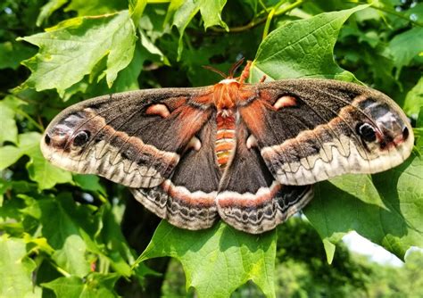 This giant silk moth (Hyalophora cecropia) is the largest native ...