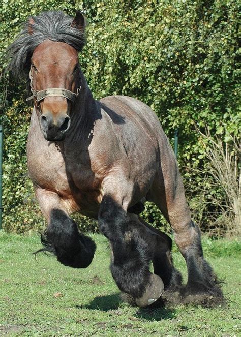 Dutch Draft Horse Info, Origin, History, Pictures