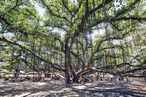 Tickets & Tours - Banyan Tree Park, Maui - Viator