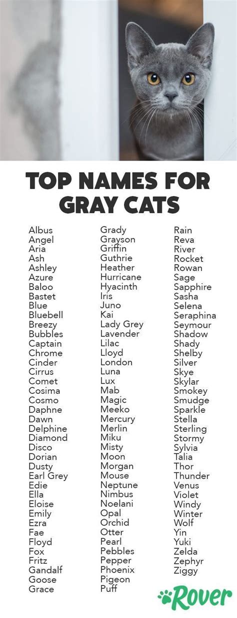 115 Best Gray Cat Names in 2019 for Your Silver, Blue, or Lilac Kitty ...