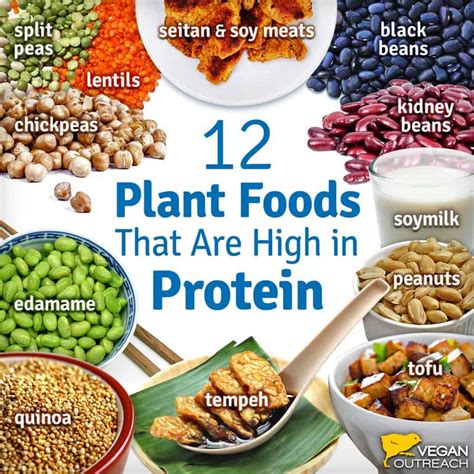 Vegan Protein Sources: Familiar and Unique | World of Vegan