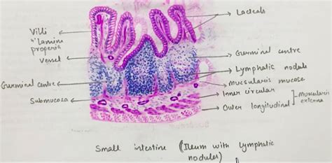 Small Intestine Histology Diagram