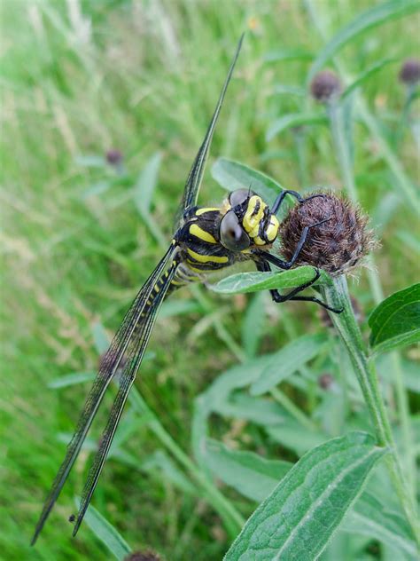 Dragonfly - Golden Ringed