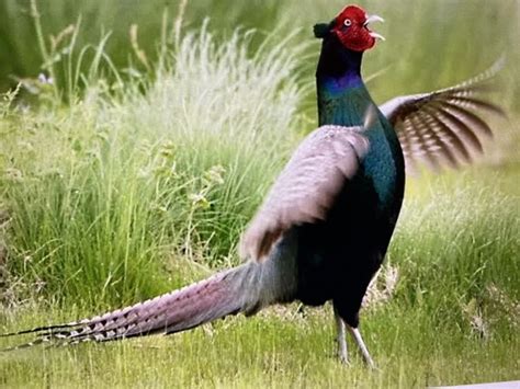 The green pheasant (Phasianus versicolor), also known as the Japanese ...