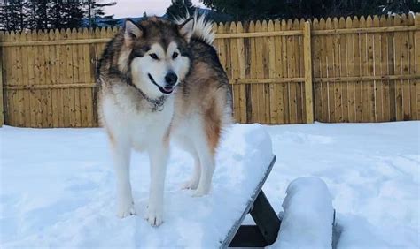 Alaskan Malamute Colors: The Standard & Rare Malamute Coat Colors - K9 Web