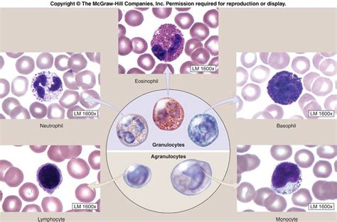 Leukocytes Morphology | Medical Laboratories