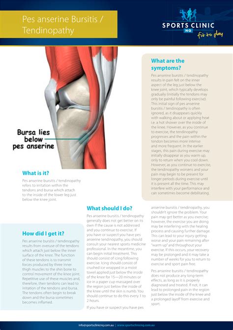 Pes Anserine Bursitis / Tendinopathy - DocsLib