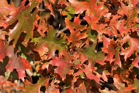 Oak Leaves In Fall Background Free Stock Photo - Public Domain Pictures