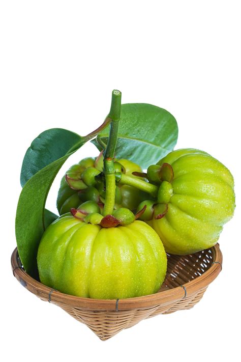 Garcinia Cambogia: Health benefits, Health Risk, and Precautions ...