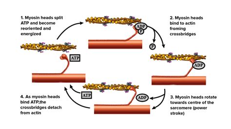 Steps Of Muscle Contraction Diagram