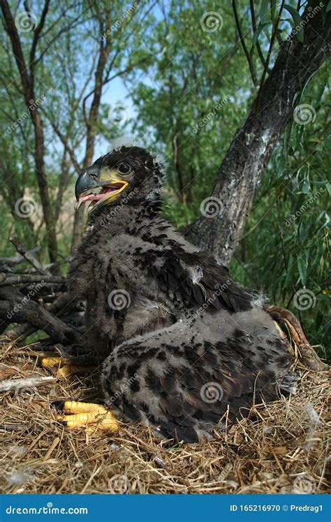 Young White-tailed Eagle Chicks in the Nest Stock Photo - Image of ...