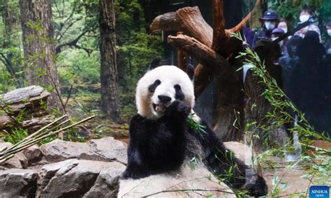 Japanese welcome 50th anniversary of China's giant pandas' arrival ...