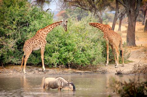 Safari photography tips: how to shoot wildlife (with a camera) | Atlas ...