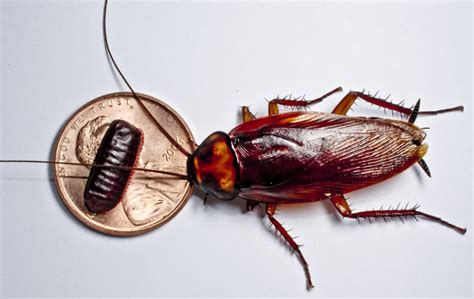 Top 7 Signs of a Cockroach Infestation (And What to Do)